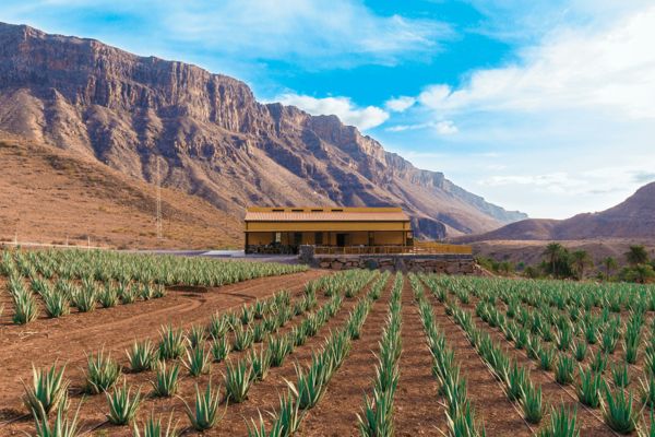 Finca Fataga auf Gran Canaria Finca Canarias